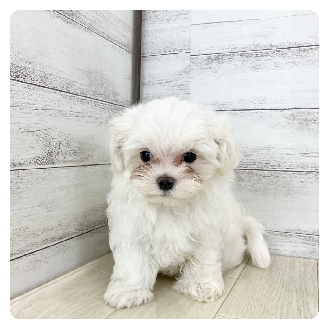 愛知県のマルチーズ (犬の家＆猫の里春日井本店/2025年8月6日生まれ/女の子/ホワイト)の子犬