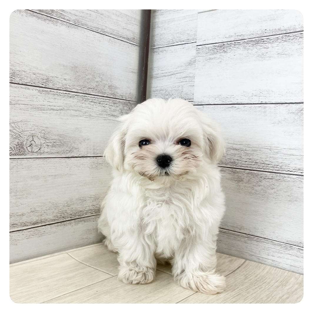 愛知県のマルチーズ (犬の家＆猫の里春日井本店/2025年8月6日生まれ/女の子/ホワイト)の子犬