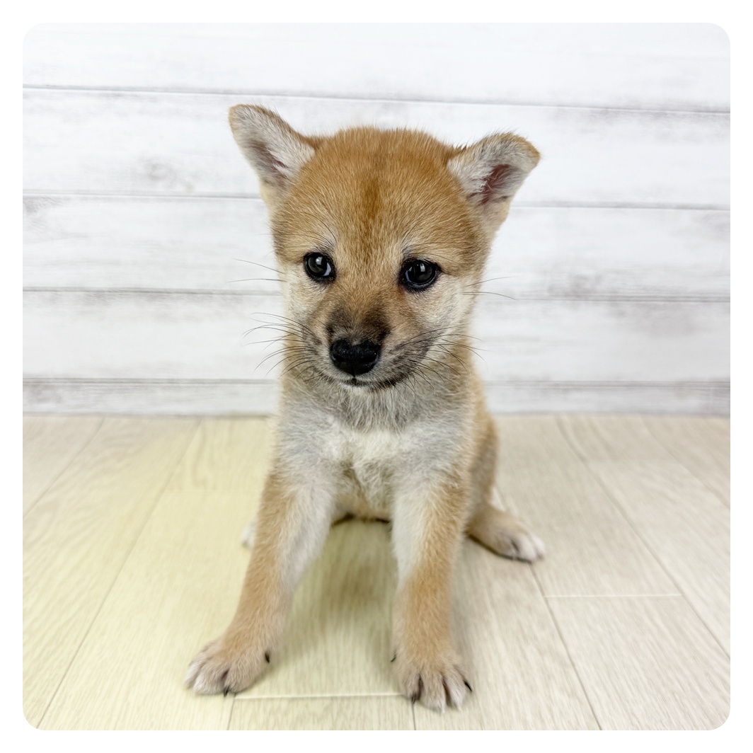 愛知県の柴犬(標準サイズ) (犬の家＆猫の里春日井本店/2025年8月5日生まれ/女の子/赤)の子犬