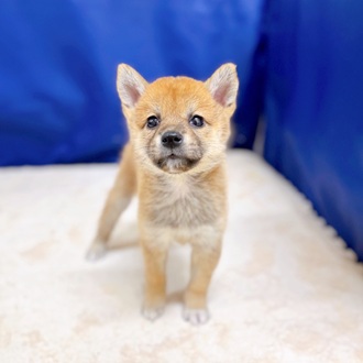 愛知県の柴犬(標準サイズ) (犬の家＆猫の里一宮店/2025年8月5日生まれ/女の子/赤)の子犬