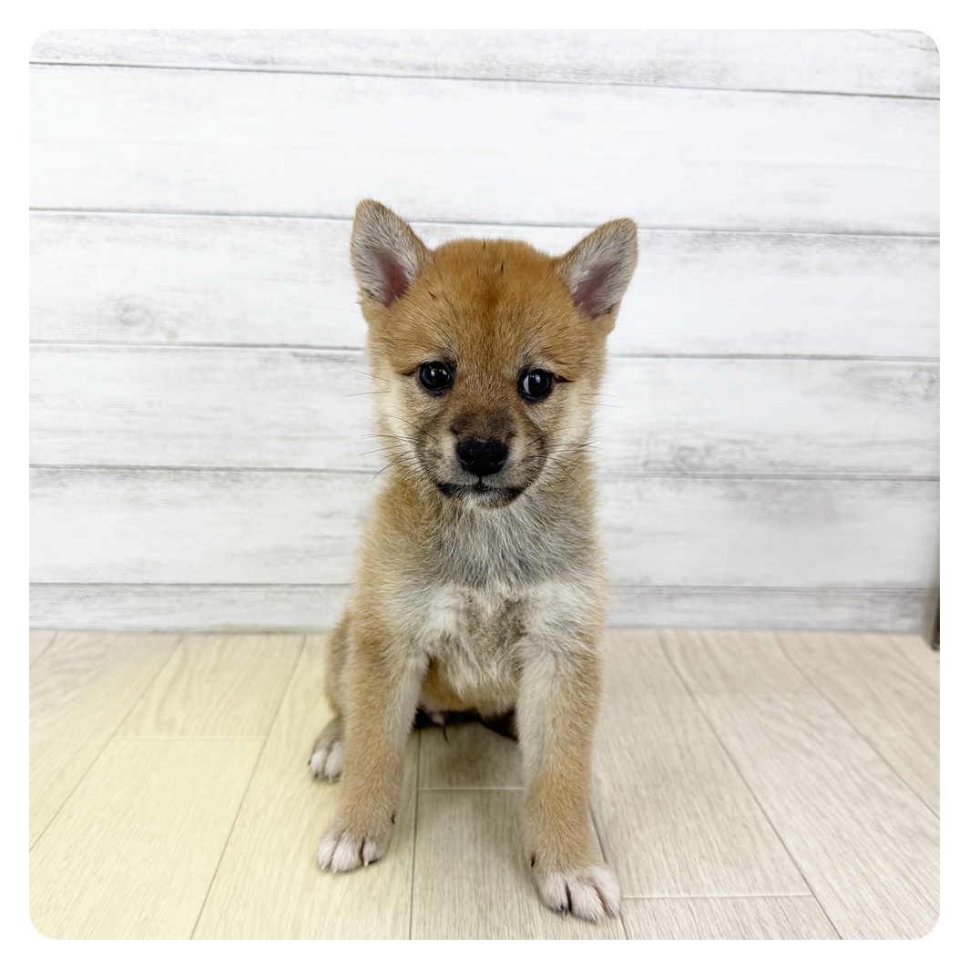 愛知県の柴犬(標準サイズ) (犬の家＆猫の里春日井本店/2025年8月5日生まれ/女の子/赤)の子犬