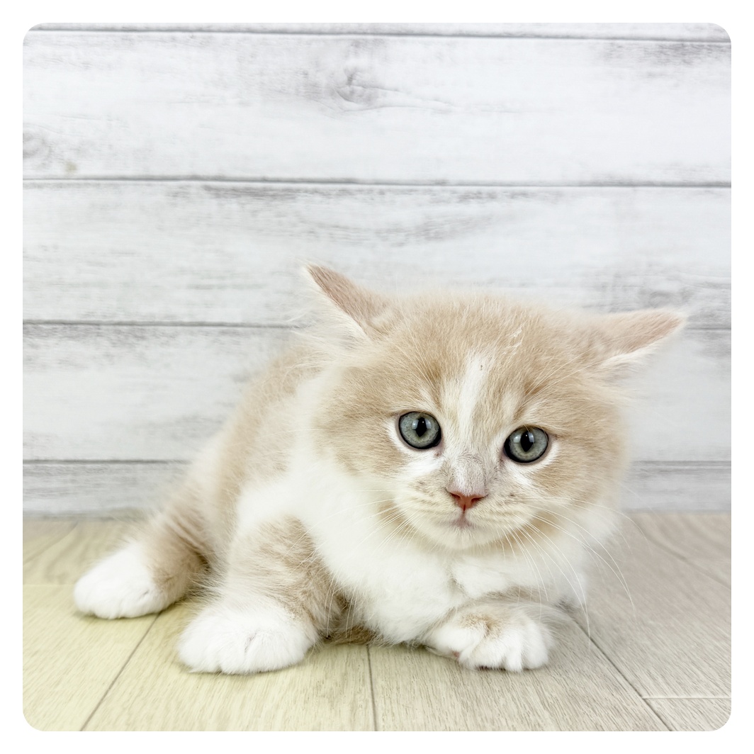 愛知県のミヌエット (犬の家＆猫の里春日井本店/2025年7月30日生まれ/男の子/クリームタビーホワイト)の子猫
