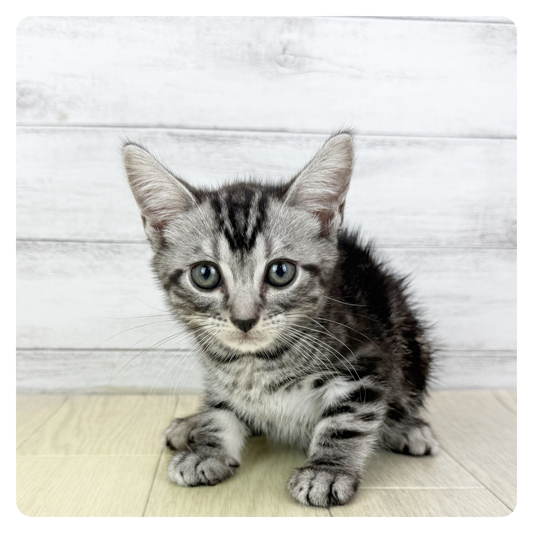 愛知県のアメリカンショートヘアー (犬の家＆猫の里春日井本店/2025年8月4日生まれ/男の子/シルバータビー)の子猫