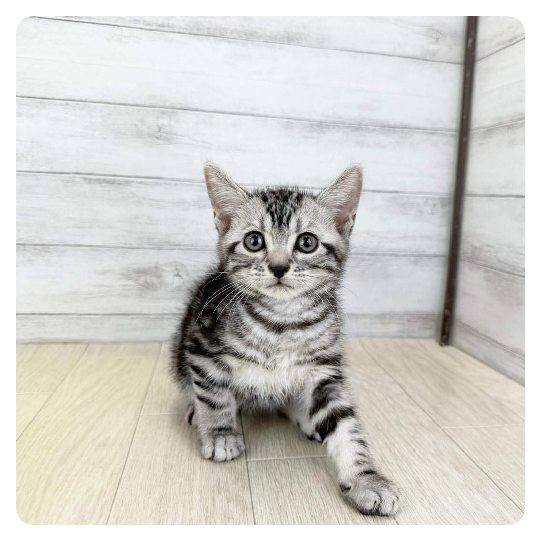 愛知県のアメリカンショートヘアー (犬の家＆猫の里春日井本店/2025年8月4日生まれ/男の子/シルバータビー)の子猫