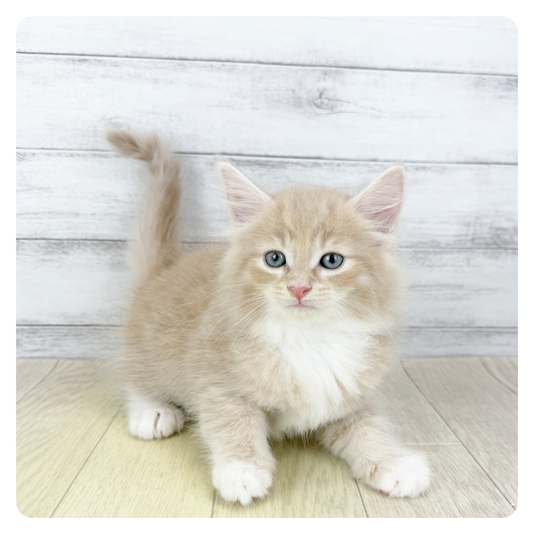愛知県のノルウェージャンフォレストキャット (犬の家＆猫の里春日井本店/2025年8月6日生まれ/男の子/クリームタビーホワイト)の子猫