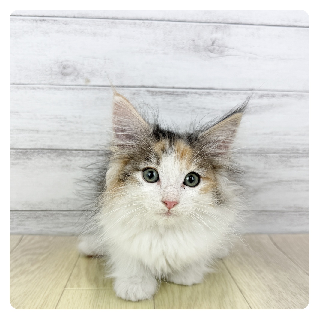 愛知県のノルウェージャンフォレストキャット (犬の家＆猫の里春日井本店/2025年8月6日生まれ/女の子/ブルーパッチドタビーホワイト)の子猫