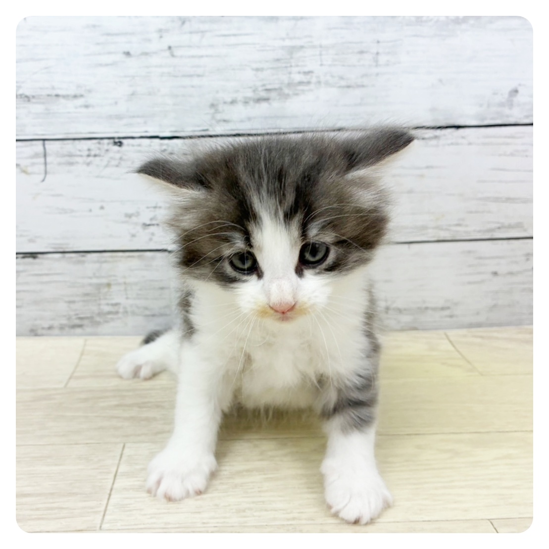 兵庫県のノルウェージャンフォレストキャット (犬の家＆猫の里神戸店/2025年8月5日生まれ/男の子/シルバータビーホワイト)の子猫