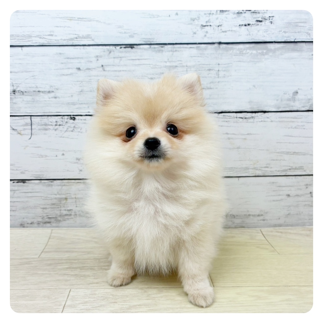 滋賀県のポメラニアン (犬の家＆猫の里長浜店/2025年8月7日生まれ/女の子/クリーム)の子犬