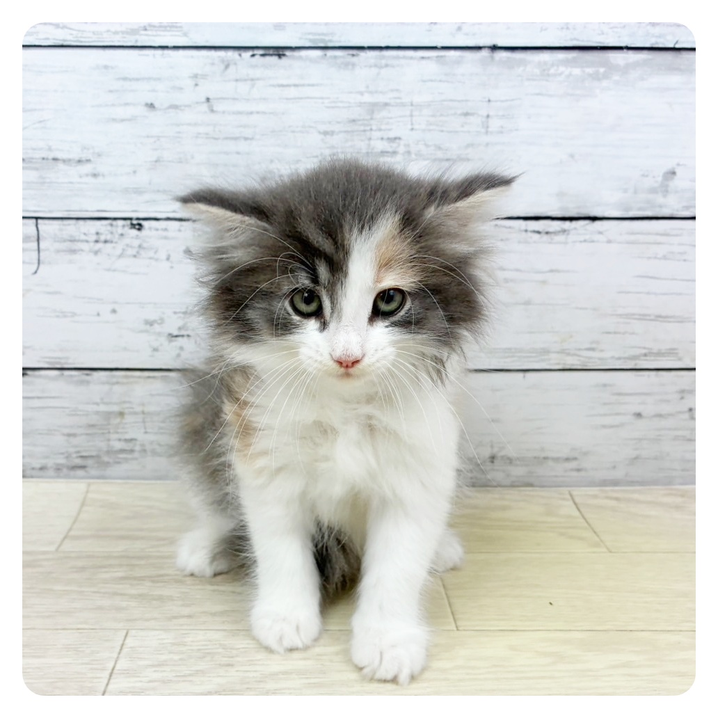 兵庫県のノルウェージャンフォレストキャット (犬の家＆猫の里川西店/2025年8月7日生まれ/女の子/ブルーパッチドタビーホワイト)の子猫
