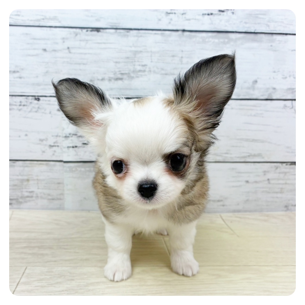 大阪府のチワワ(ロング) (犬の家＆猫の里そよら東岸和田店/2025年8月3日生まれ/男の子/レッドホワイト)の子犬の2枚目の画像