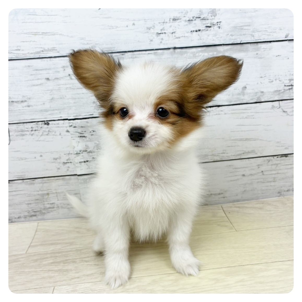 大阪府のパピヨン (犬の家＆猫の里そよら東岸和田店/2025年8月1日生まれ/女の子/レッドホワイト)の子犬の3枚目の画像