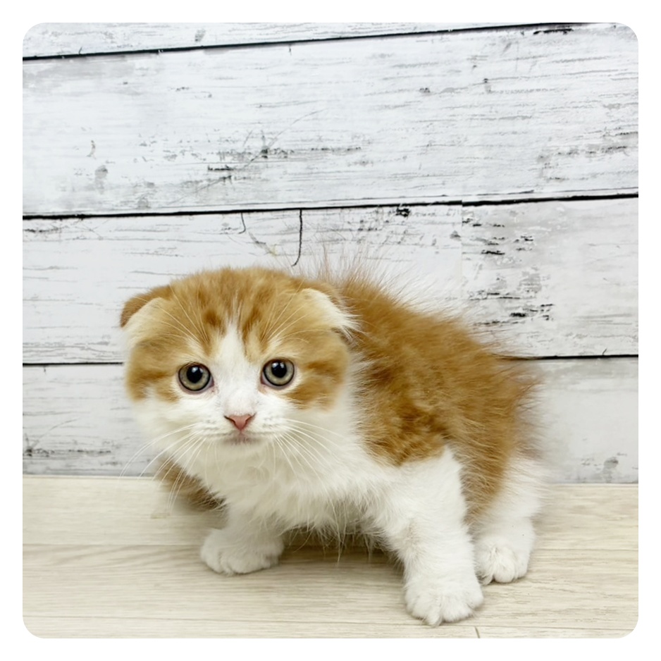 滋賀県のスコティッシュフォールド (犬の家＆猫の里長浜店/2025年7月31日生まれ/男の子/レッドタビーホワイト)の子猫