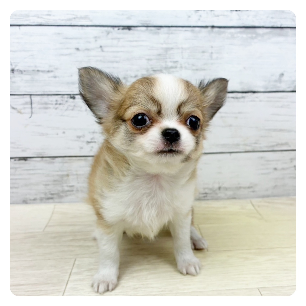 兵庫県のチワワ(ロング) (犬の家＆猫の里川西店/2025年8月7日生まれ/男の子/レッドホワイト)の子犬