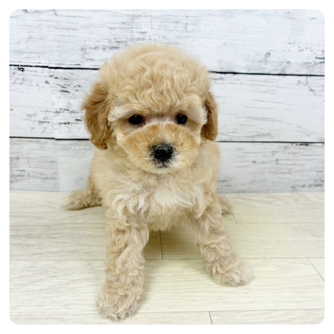滋賀県のトイプードル(トイ) (犬の家＆猫の里長浜店/2025年8月7日生まれ/女の子/ペールフォーン)の子犬