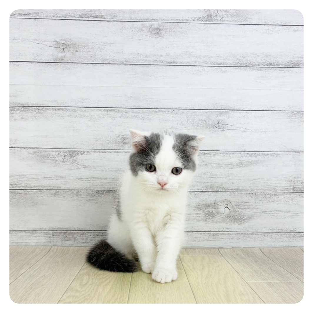 愛知県のスコティッシュフォールド (犬の家＆猫の里春日井本店/2025年8月4日生まれ/男の子/ブルータビーホワイト)の子猫