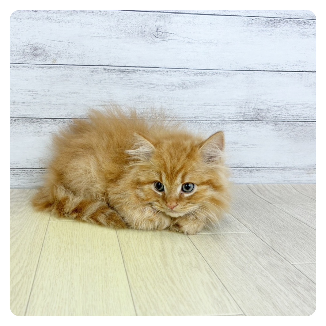 愛知県のスコティッシュフォールド (犬の家＆猫の里春日井本店/2025年8月5日生まれ/男の子/レッドタビーホワイト)の子猫