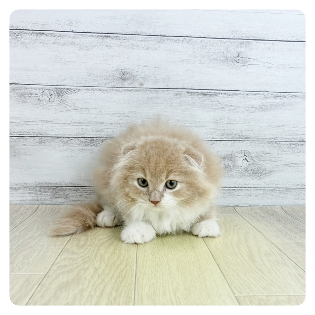 愛知県のスコティッシュフォールド (犬の家＆猫の里春日井本店/2025年8月5日生まれ/男の子/クリームタビーホワイト)の子猫