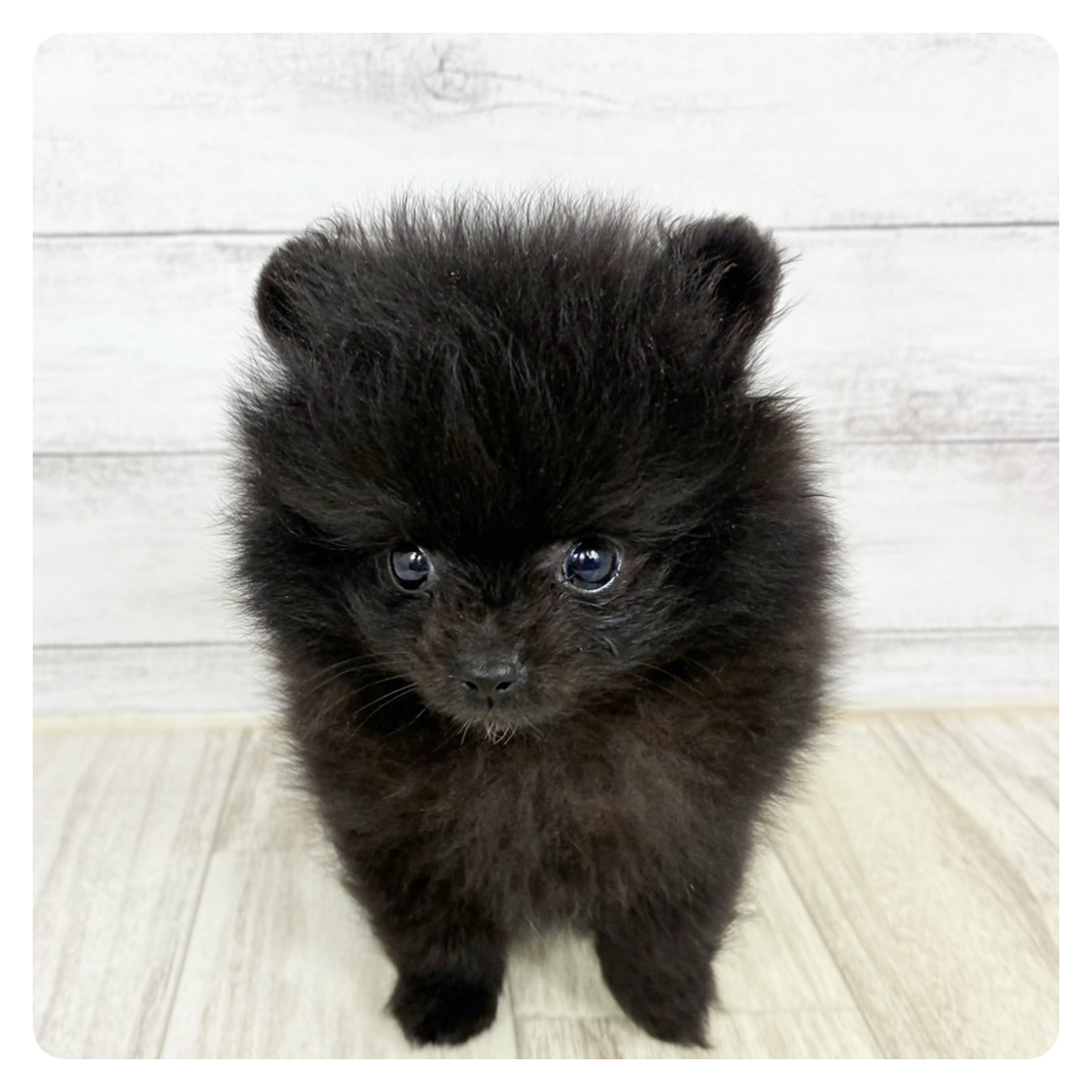 大阪府のポメラニアン (犬の家＆猫の里吹田店/2025年8月1日生まれ/女の子/ブラック)の子犬の2枚目の画像