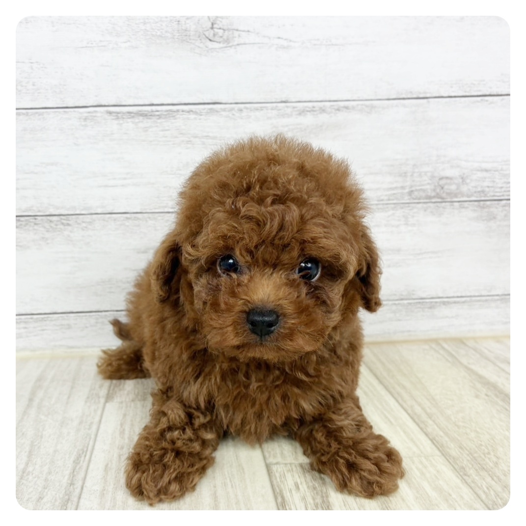 兵庫県のトイプードル(トイ) (犬の家＆猫の里カナート西神戸店/2025年8月9日生まれ/男の子/レッド)の子犬