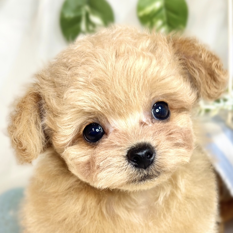 愛知県のチワプー/プーチー(チワワ×プードル) (犬の家＆猫の里岡崎店/2025年8月9日生まれ/男の子/アプリコット)の子犬の1枚目の画像