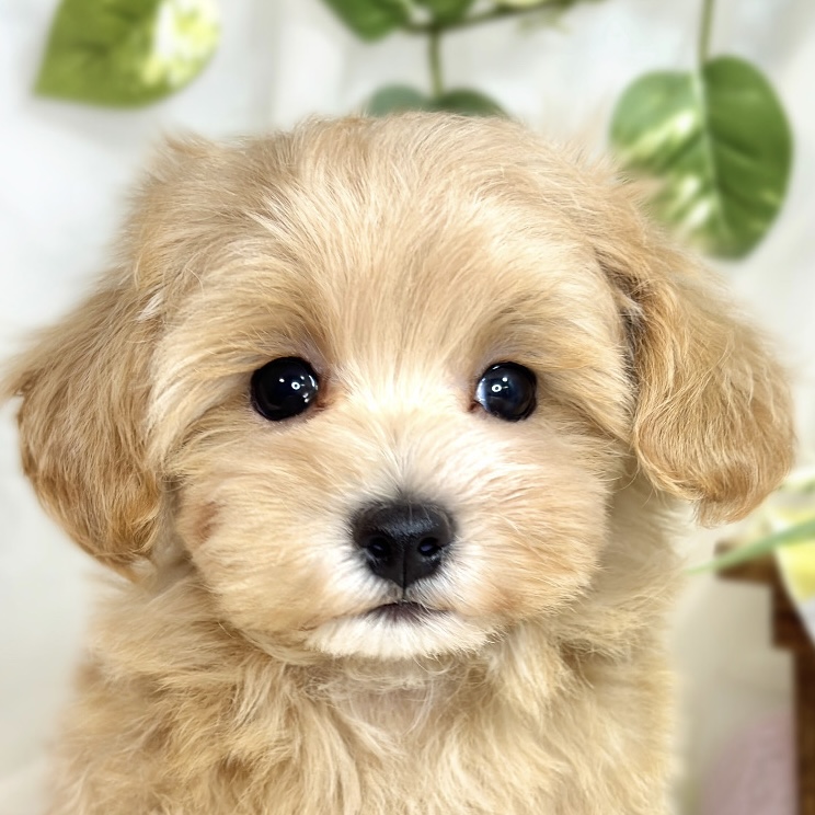 兵庫県のマルプー(マルチーズ×プードル) (犬の家＆猫の里ゆめタウン姫路店/2025年8月9日生まれ/男の子/アプリコットホワイト)の子犬