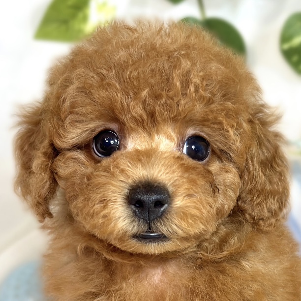 千葉県のトイプードル(トイ) (犬の家＆猫の里ワンズモール稲毛店/2025年8月10日生まれ/男の子/レッドフォーン)の子犬の1枚目の画像