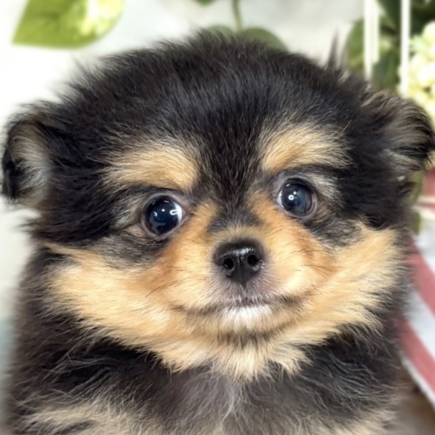 愛知県のポメチワ/チワポメ/ポメチー(ポメラニアン×チワワ) (犬の家＆猫の里MiO香久山店/2025年7月16日生まれ/女の子/ブラックタン)の子犬の1枚目の画像