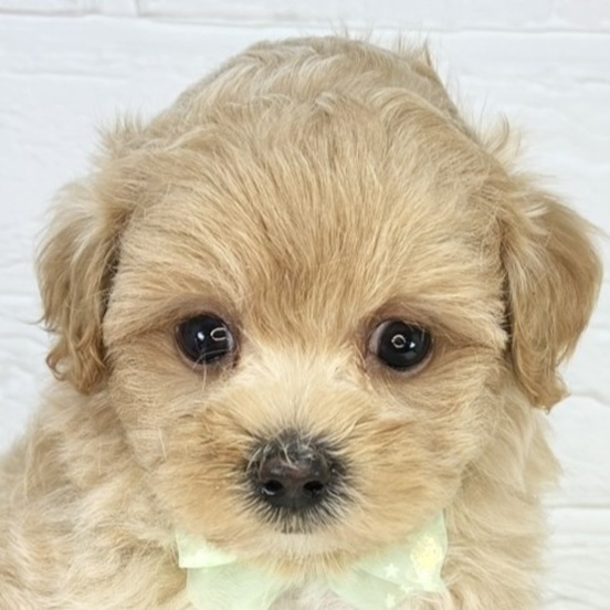 千葉県のマルプー(マルチーズ×プードル) (犬の家＆猫の里BIGHOPガーデンモール印西店/2025年8月7日生まれ/男の子/アプリコット)の子犬の1枚目の画像