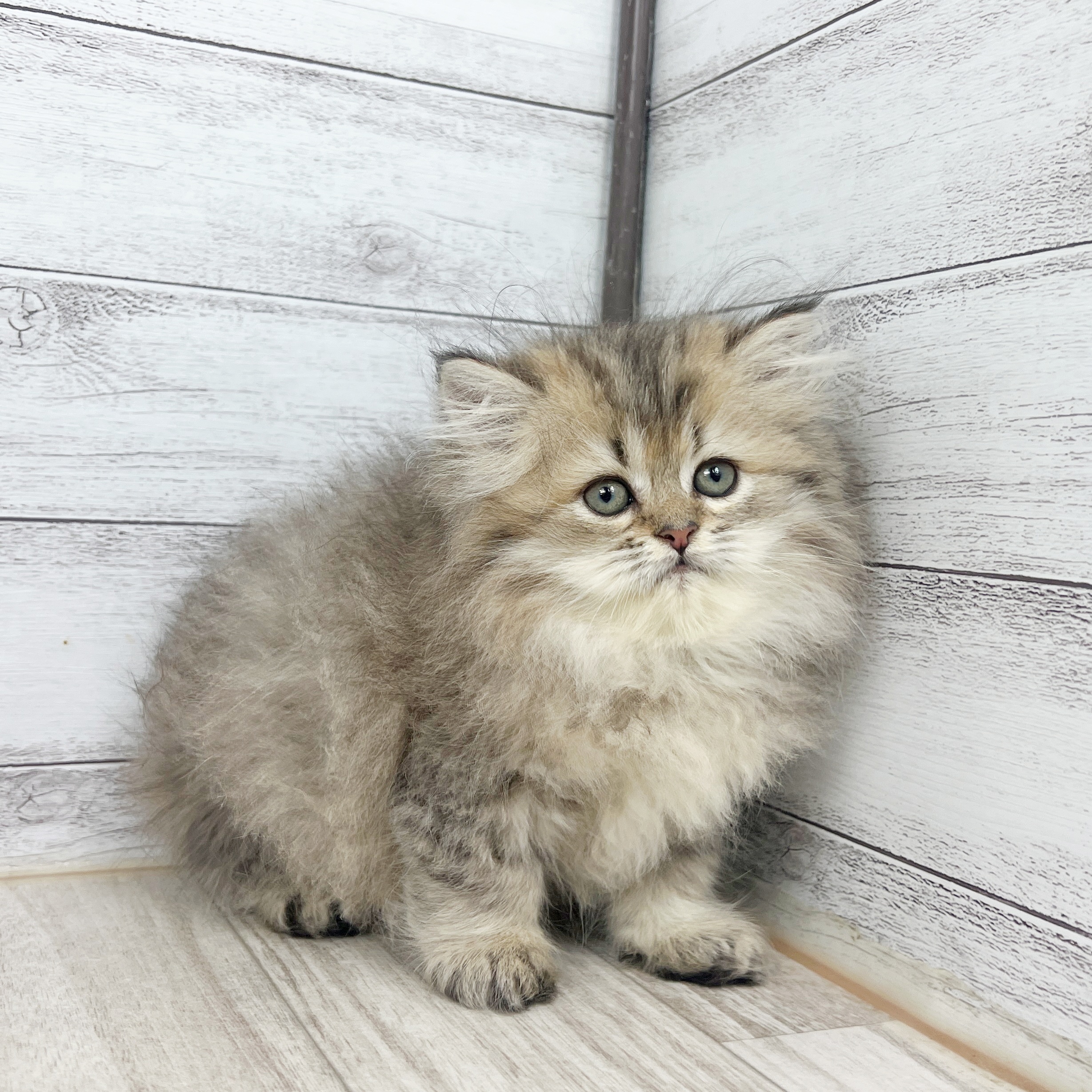 岡山県のペルシャ (犬の家＆猫の里岡山店/2025年8月10日生まれ/女の子/チンチラゴールデン)の子猫の4枚目の画像