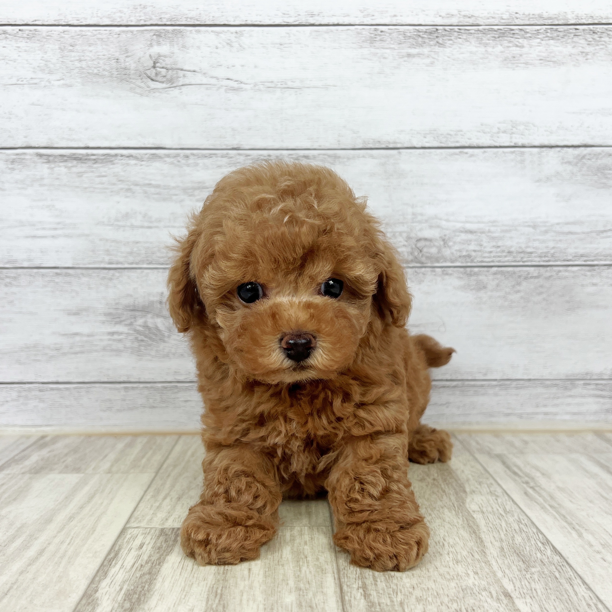 兵庫県のタイニープードル (犬の家＆猫の里ゆめタウン姫路店/2025年8月8日生まれ/男の子/レッドフォーン)の子犬の4枚目の画像