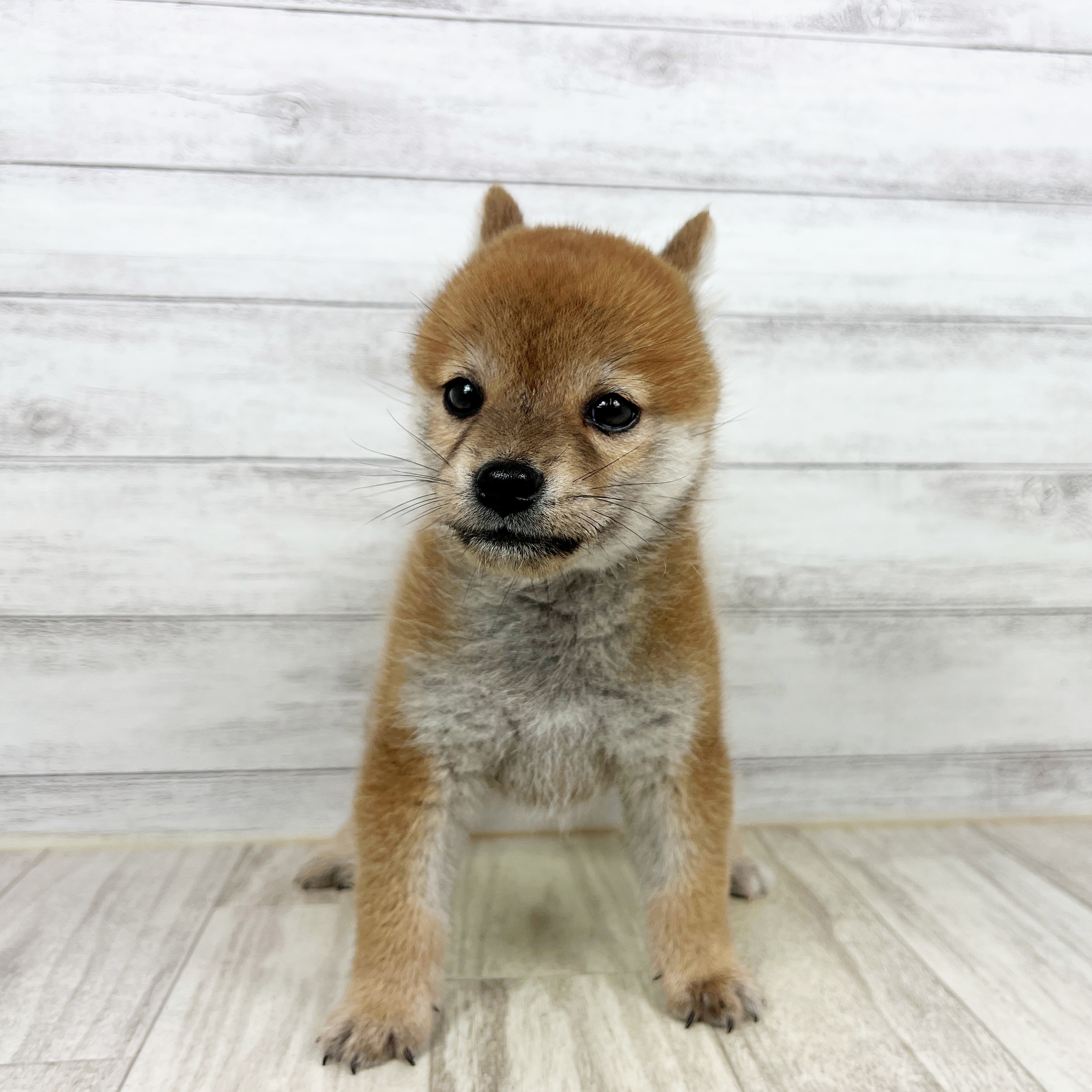 福井県の柴犬(標準サイズ) (犬の家＆猫の里アミーゴ福井大和田店/2025年8月7日生まれ/男の子/赤)の子犬