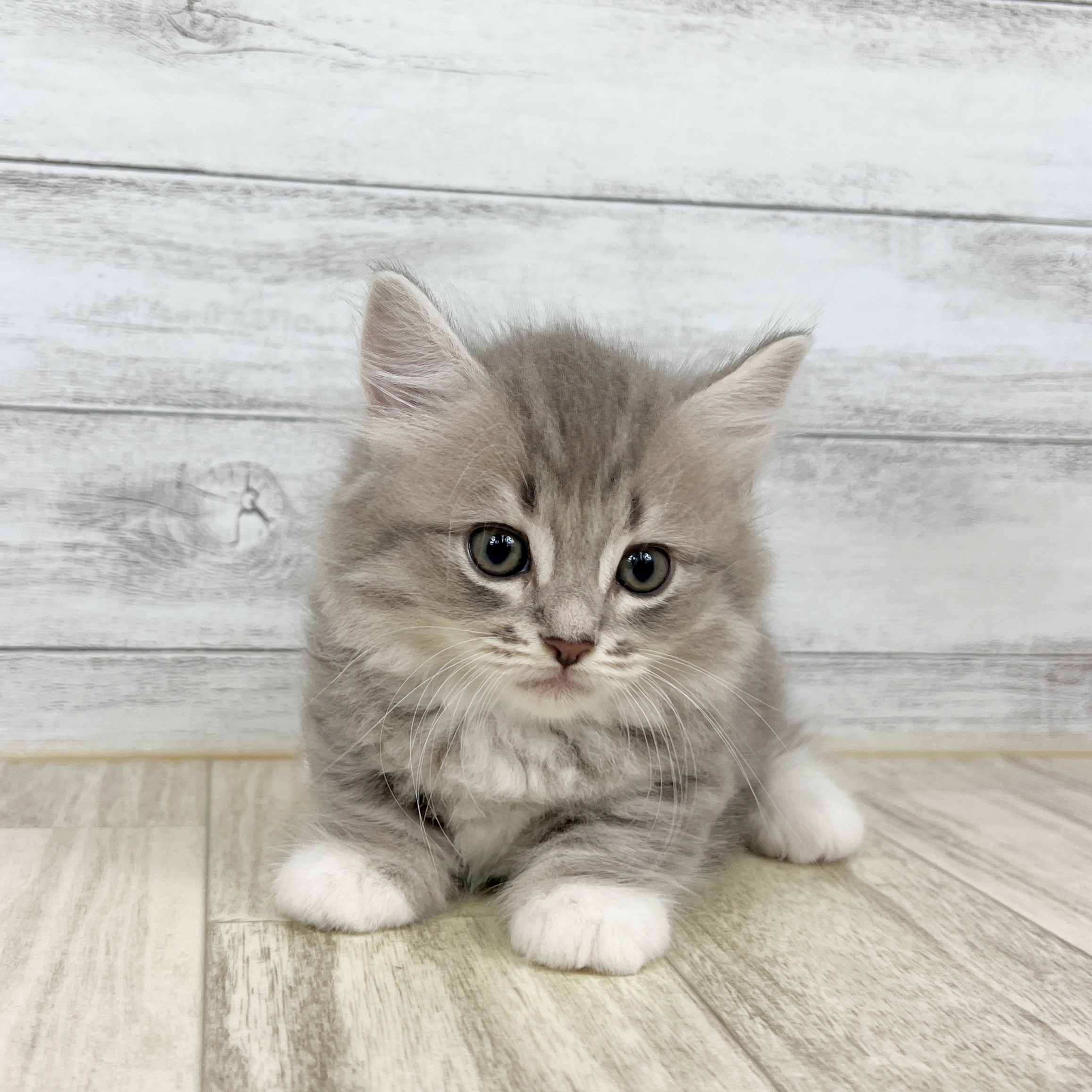 大阪府のミヌエット (犬の家＆猫の里もりのみやキューズモールBASE店/2025年8月8日生まれ/女の子/ブルータビーホワイト)の子猫の4枚目の画像
