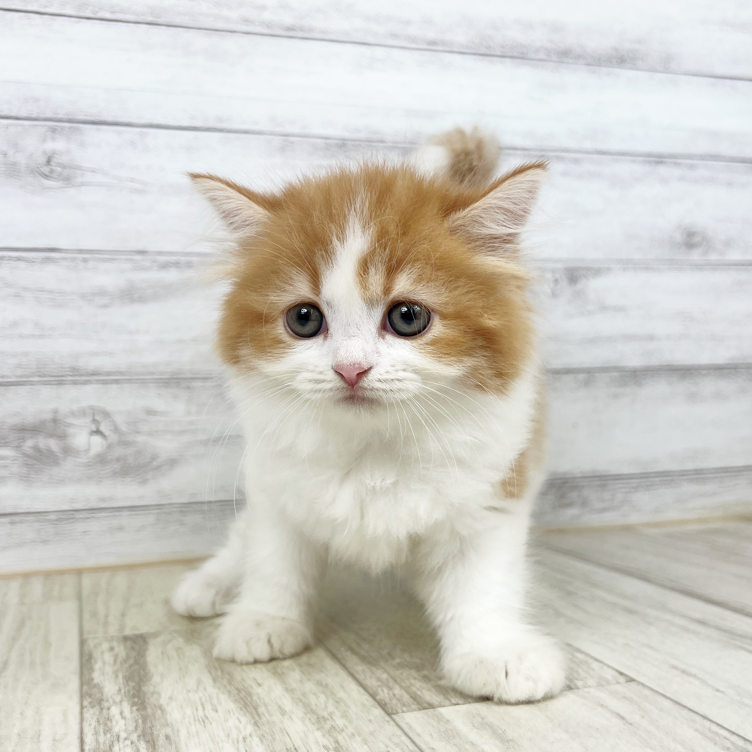 兵庫県のスコティッシュストレート (犬の家＆猫の里川西店/2025年8月10日生まれ/女の子/レッドタビーホワイト)の子猫