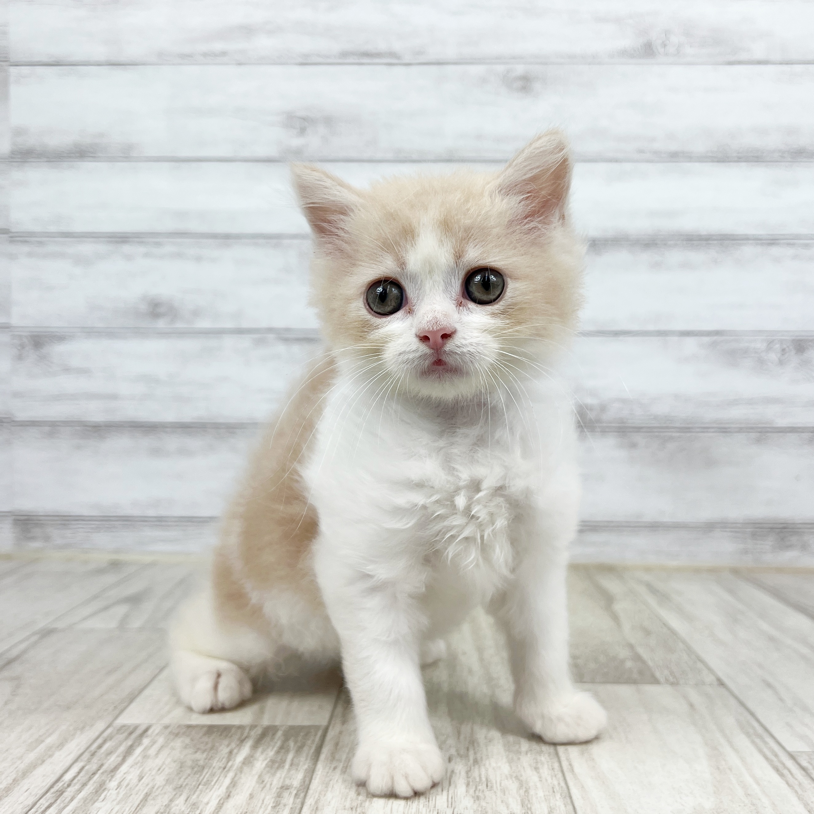 兵庫県のスコティッシュストレート (犬の家＆猫の里川西店/2025年8月8日生まれ/男の子/クリームタビーホワイト)の子猫