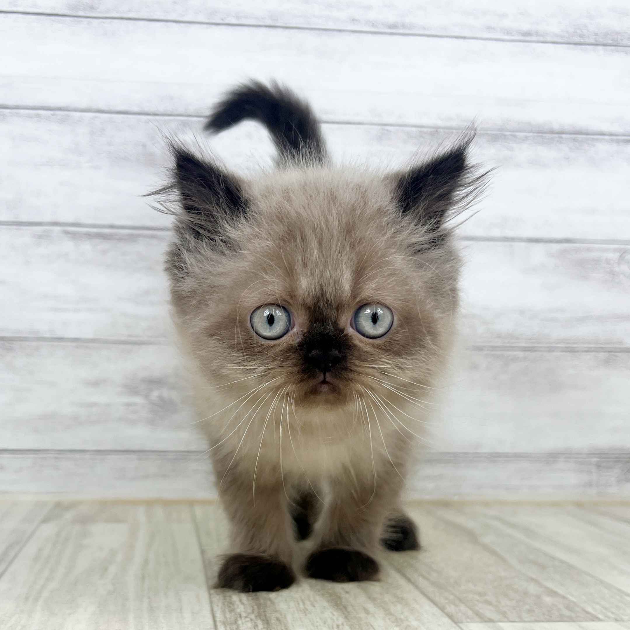 大阪府のヒマラヤン (犬の家＆猫の里そよら東岸和田店/2025年8月7日生まれ/男の子/シールポイント)の子猫の2枚目の画像