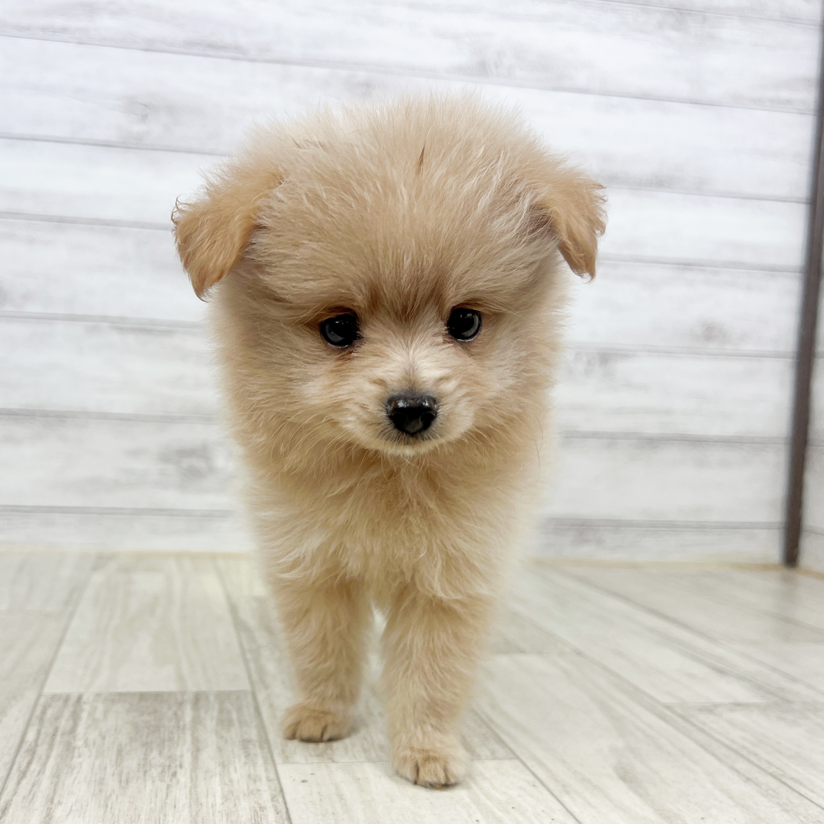 福井県のポメプー(ポメラニアン×プードル) (犬の家＆猫の里アミーゴ福井大和田店/2025年8月9日生まれ/男の子/クリーム)の子犬