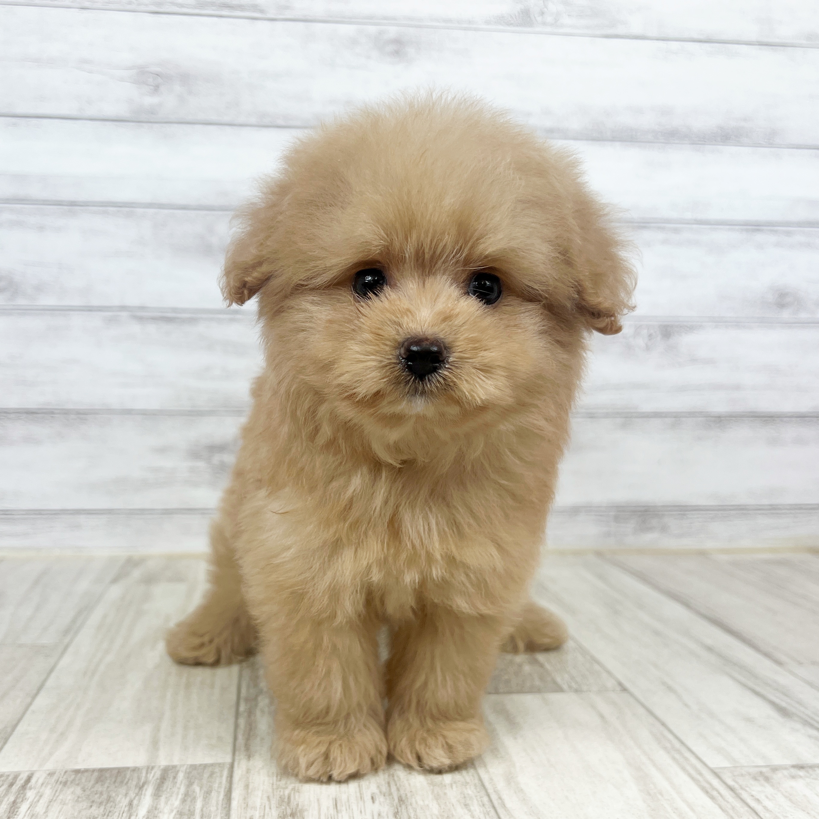 兵庫県のポメプー(ポメラニアン×プードル) (犬の家＆猫の里尼崎店/2025年8月9日生まれ/男の子/クリーム)の子犬の2枚目の画像