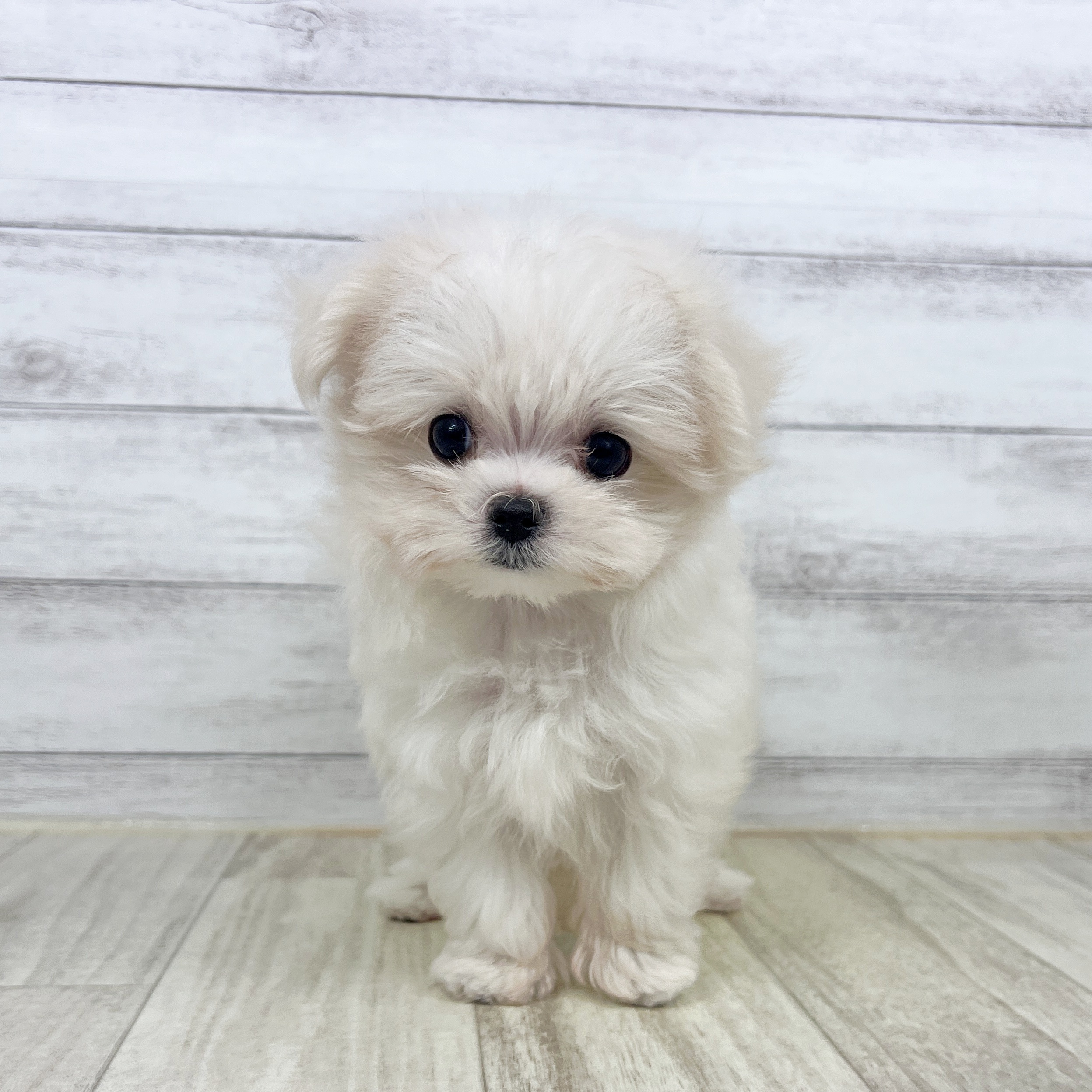 兵庫県のマルチーズ (犬の家＆猫の里神戸店/2025年8月9日生まれ/女の子/ホワイト)の子犬