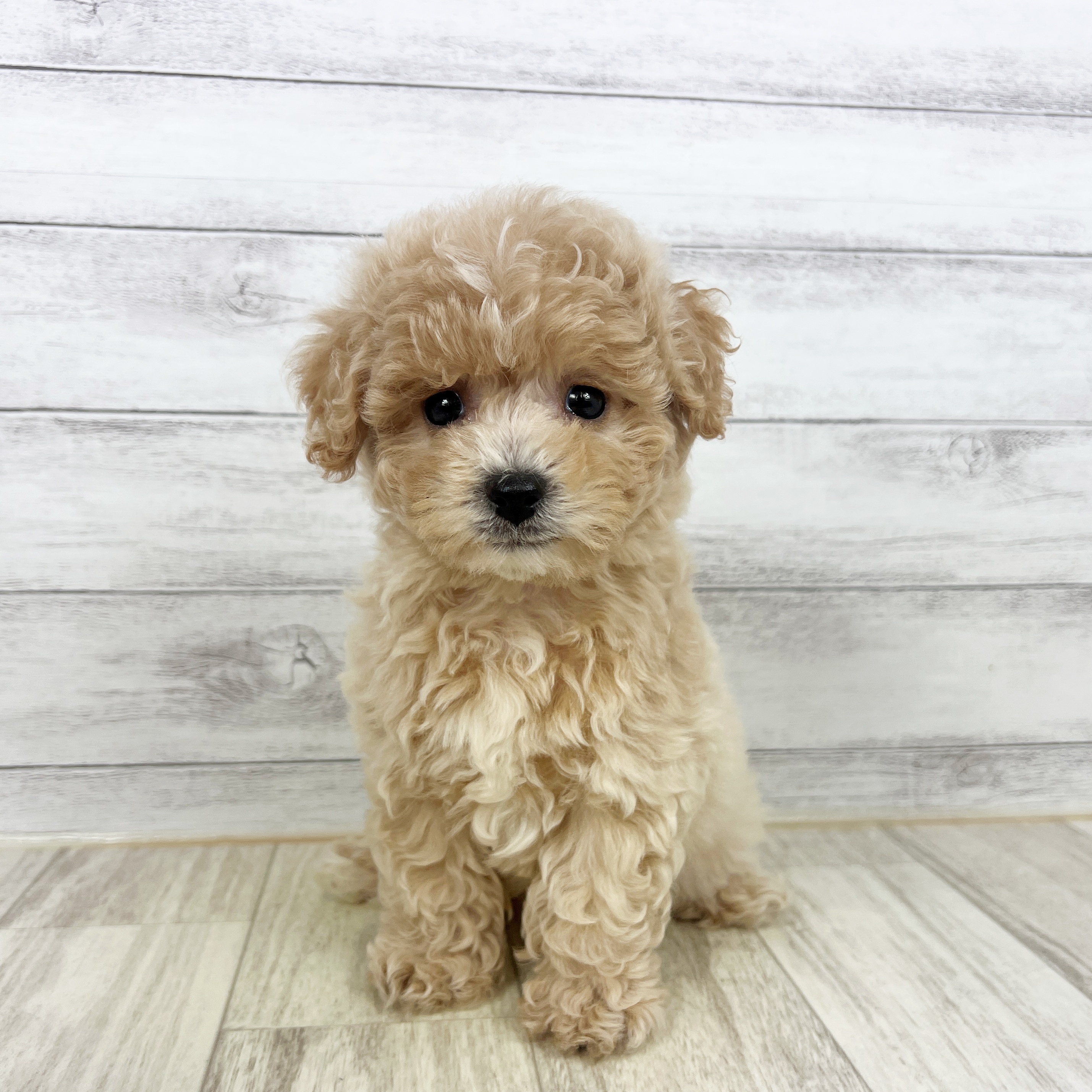 岡山県のビションプー(ビションフリーゼ×プードル) (犬の家＆猫の里倉敷店/2025年8月8日生まれ/女の子/アプリコット)の子犬の2枚目の画像