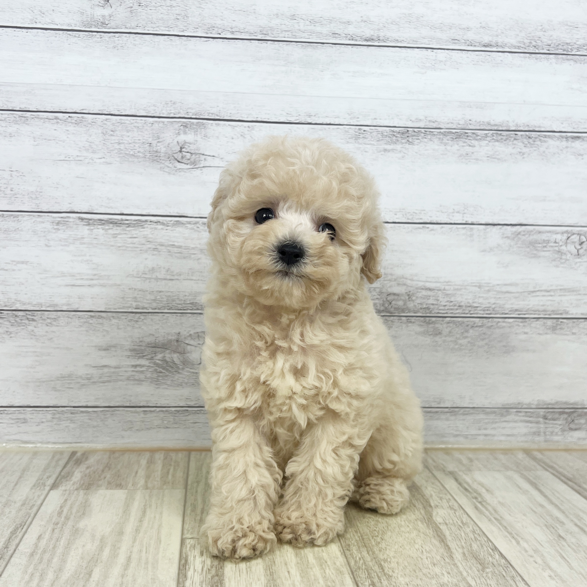 福岡県のビションプー(ビションフリーゼ×プードル) (犬の家＆猫の里シュロアモール筑紫野店/2025年8月8日生まれ/男の子/クリーム)の子犬