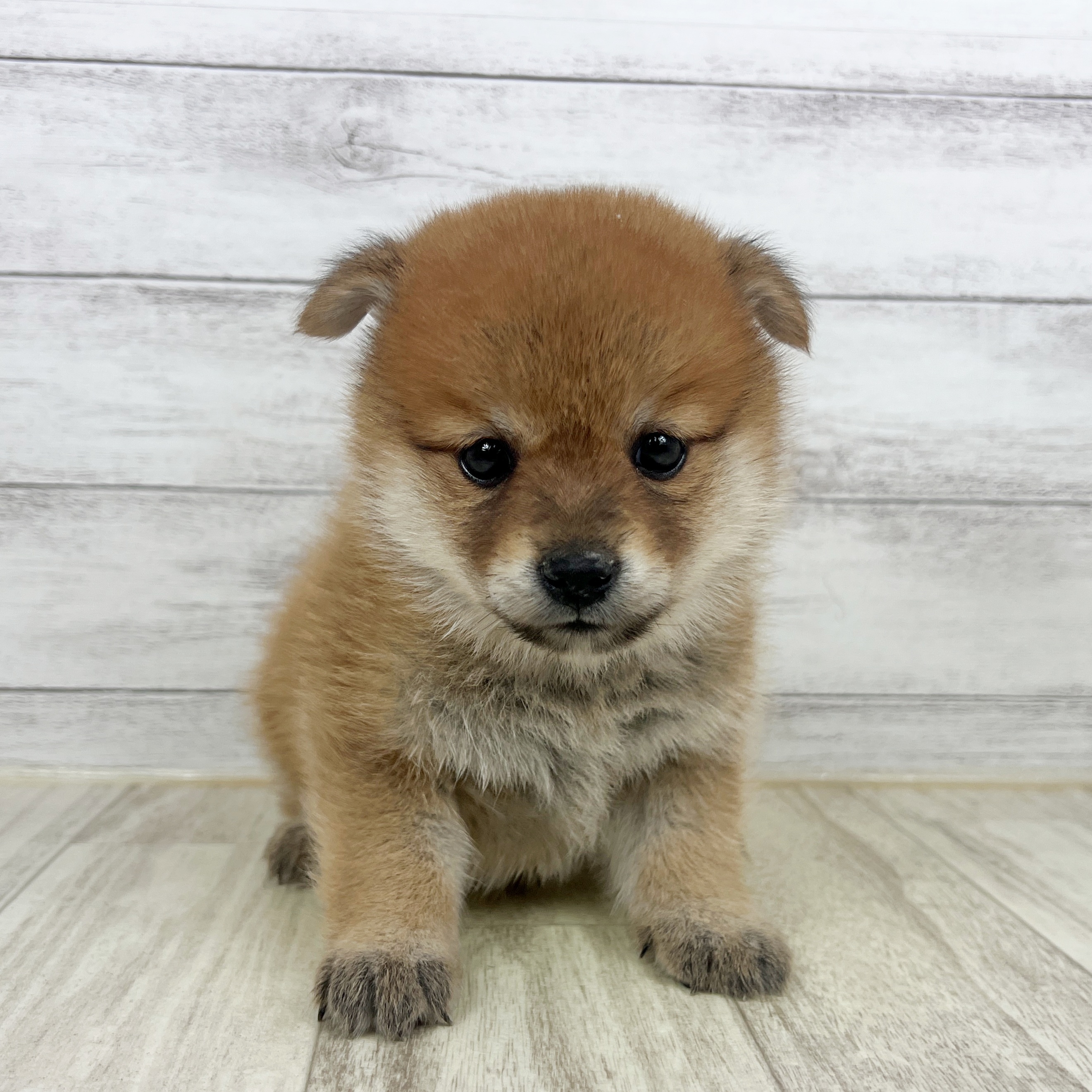 兵庫県のポメ柴/豆ポメ/ポメ豆柴(ポメラニアン×柴犬) (犬の家＆猫の里尼崎店/2025年8月10日生まれ/女の子/オレンジ)の子犬の2枚目の画像