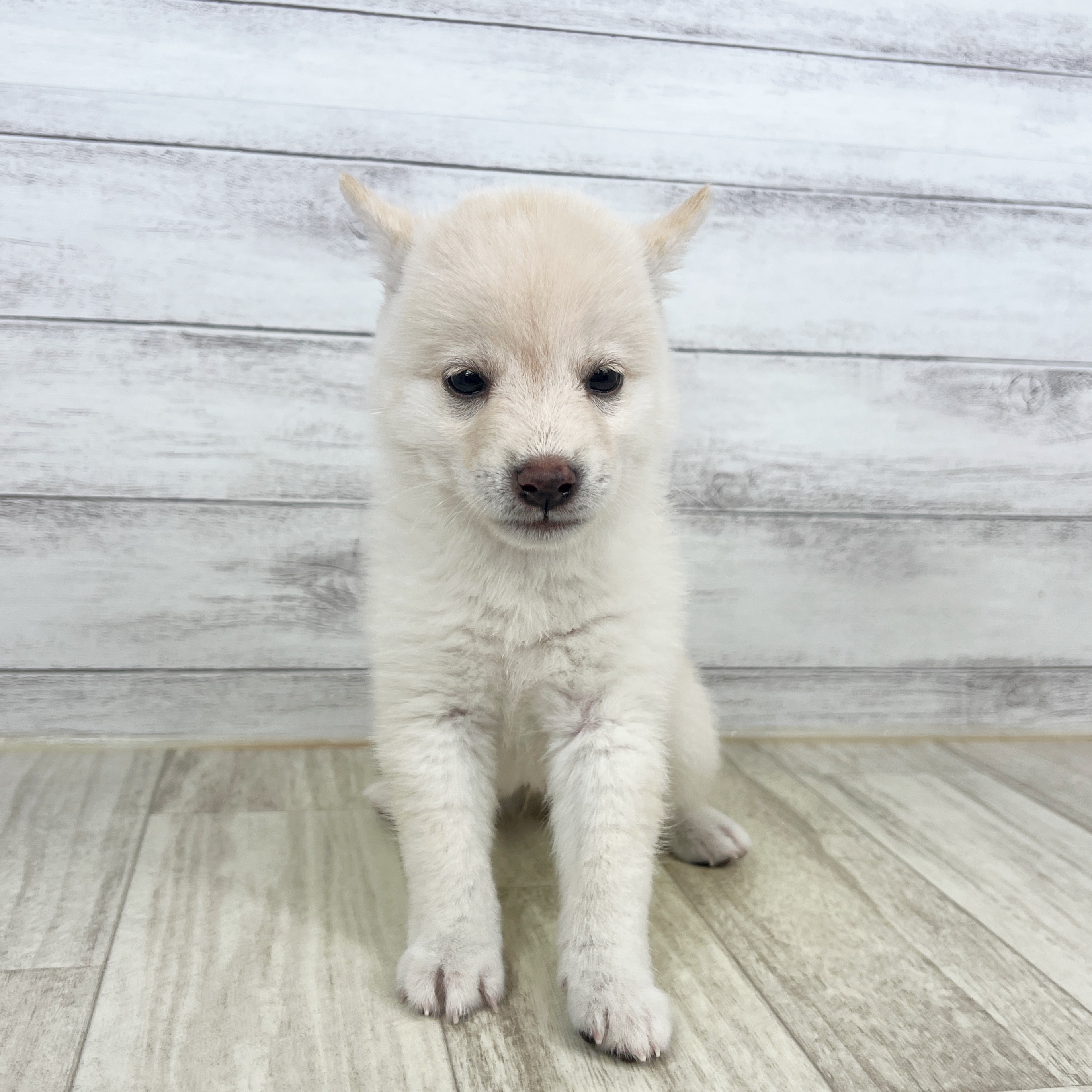 兵庫県の豆柴 (犬の家＆猫の里川西店/2025年8月9日生まれ/男の子/白)の子犬