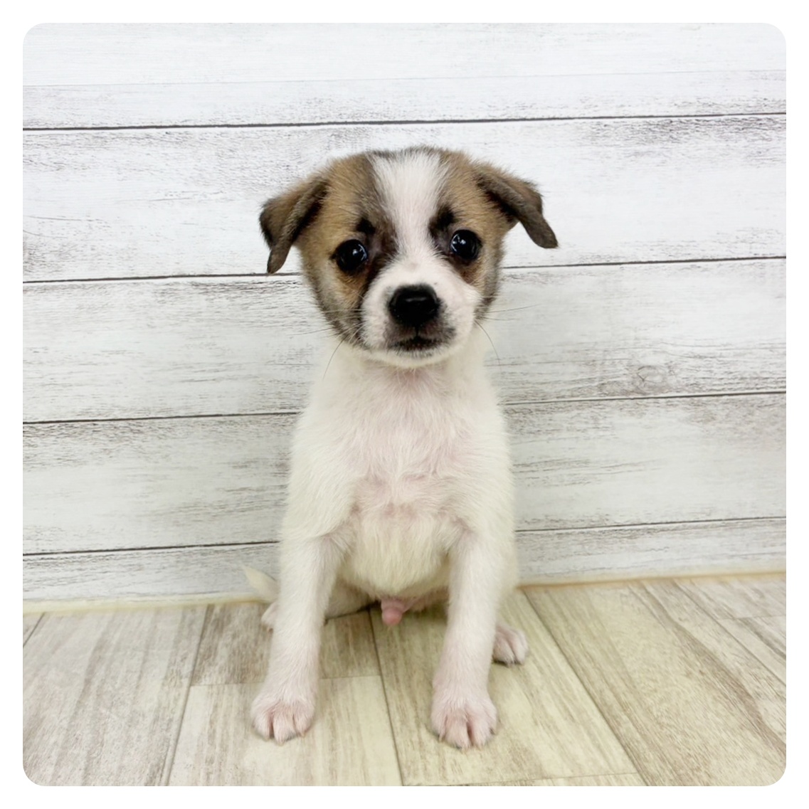 福岡県のハーフ犬・ミックス犬 (犬の家＆猫の里トリアス久山店/2025年8月8日生まれ/男の子/パーティーカラー)の子犬の4枚目の画像