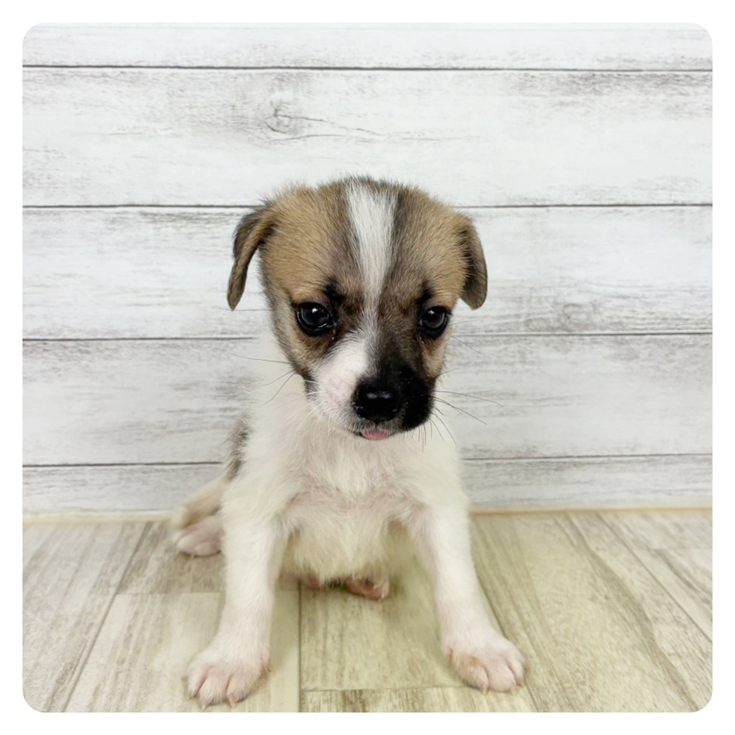 兵庫県のハーフ犬・ミックス犬 (犬の家＆猫の里神戸店/2025年8月8日生まれ/男の子/パーティーカラー)の子犬