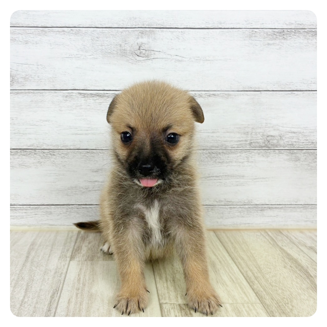 兵庫県のハーフ犬・ミックス犬 (犬の家＆猫の里尼崎店/2025年8月8日生まれ/男の子/フォーン)の子犬の2枚目の画像