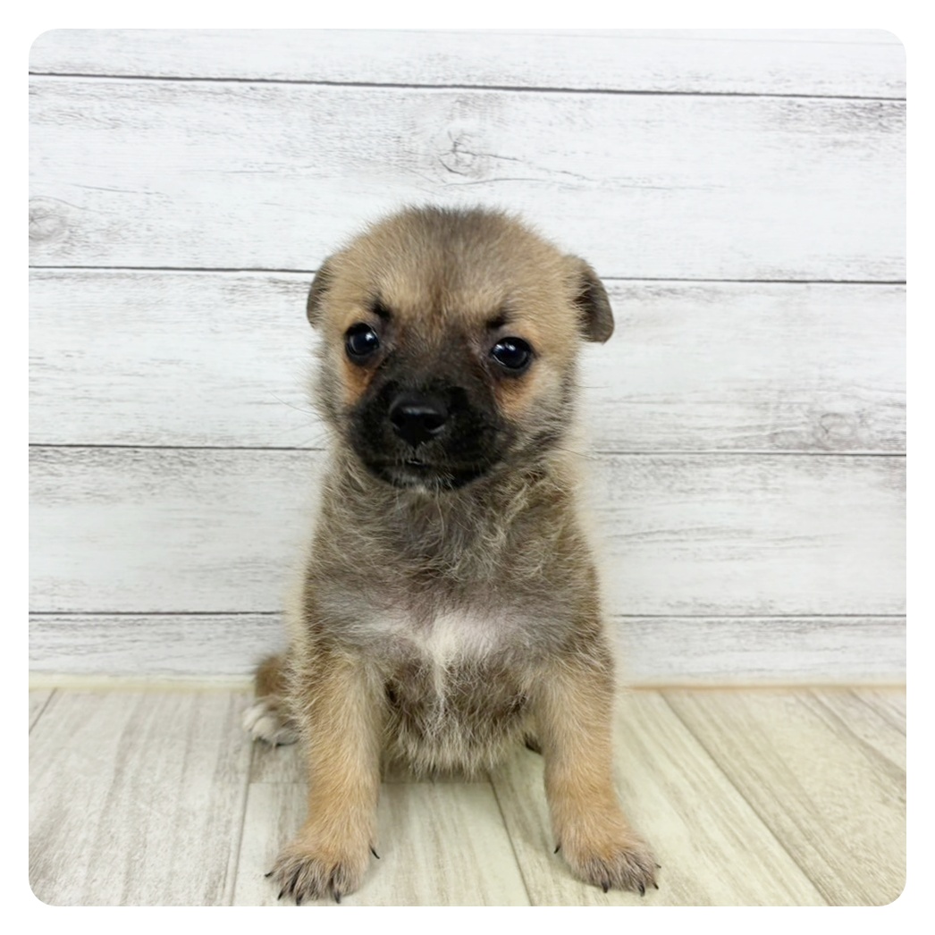 福井県のハーフ犬・ミックス犬 (犬の家＆猫の里アミーゴ福井大和田店/2025年8月8日生まれ/男の子/フォーン)の子犬