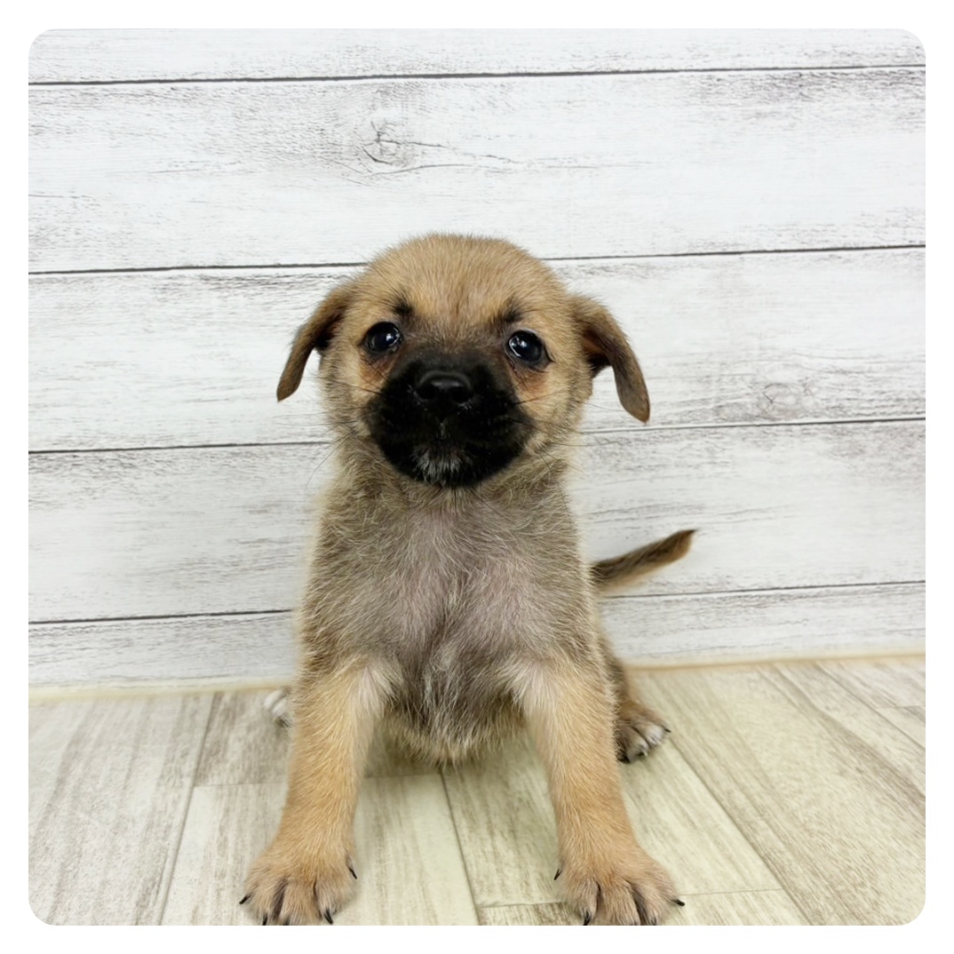 石川県のハーフ犬・ミックス犬 (犬の家＆猫の里金沢店/2025年8月8日生まれ/男の子/フォーン)の子犬
