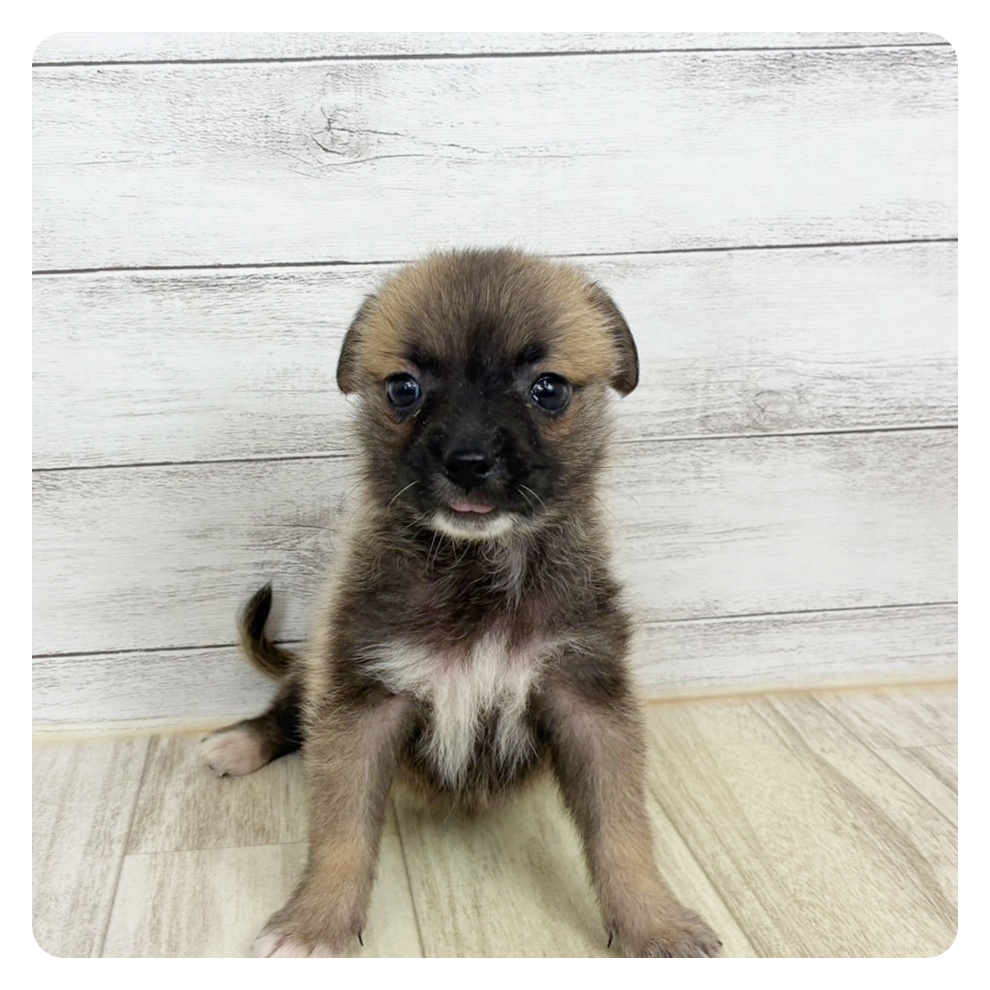 岡山県のハーフ犬・ミックス犬 (犬の家＆猫の里倉敷店/2025年8月8日生まれ/女の子/フォーン)の子犬の2枚目の画像