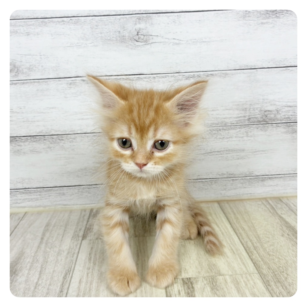 富山県のミヌエット (犬の家＆猫の里アミーゴ山室店/2025年7月28日生まれ/男の子/レッドタビー)の子猫の2枚目の画像