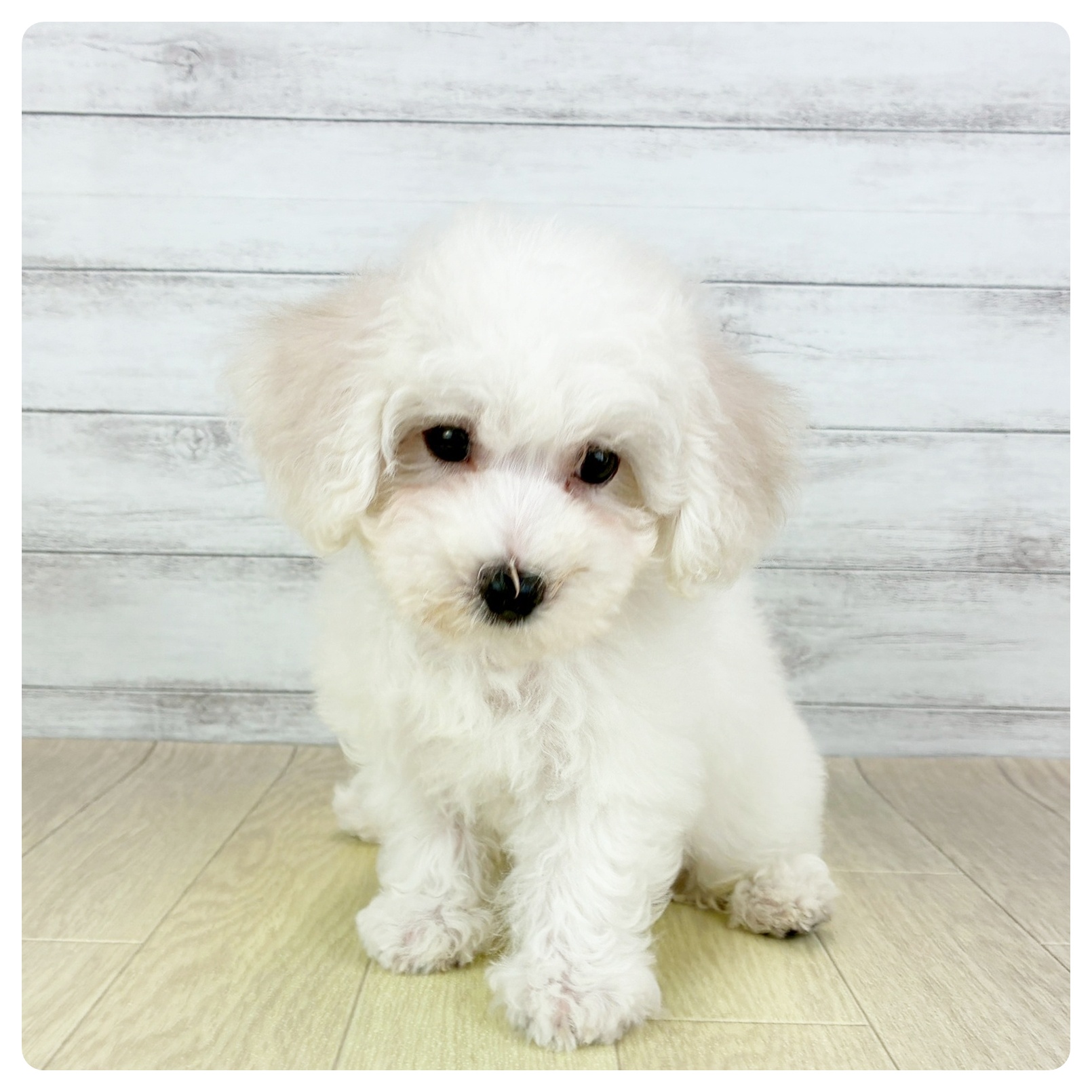 福井県のビションフリーゼ (犬の家＆猫の里アミーゴ福井店/2025年8月6日生まれ/男の子/ホワイト)の子犬の2枚目の画像